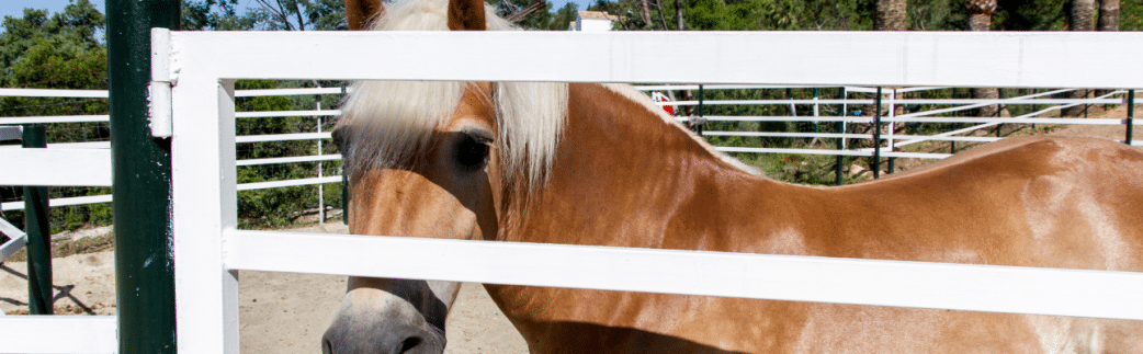 zagaleta horse