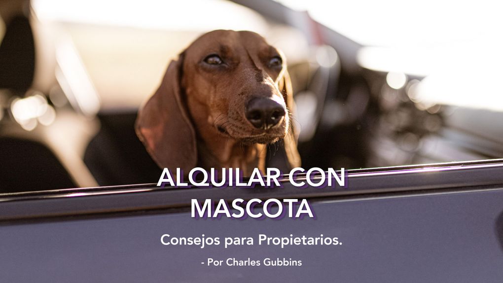 Permitir mascotas en su propiedad de Sotogrande: Consejos para PROPIETARIOS.