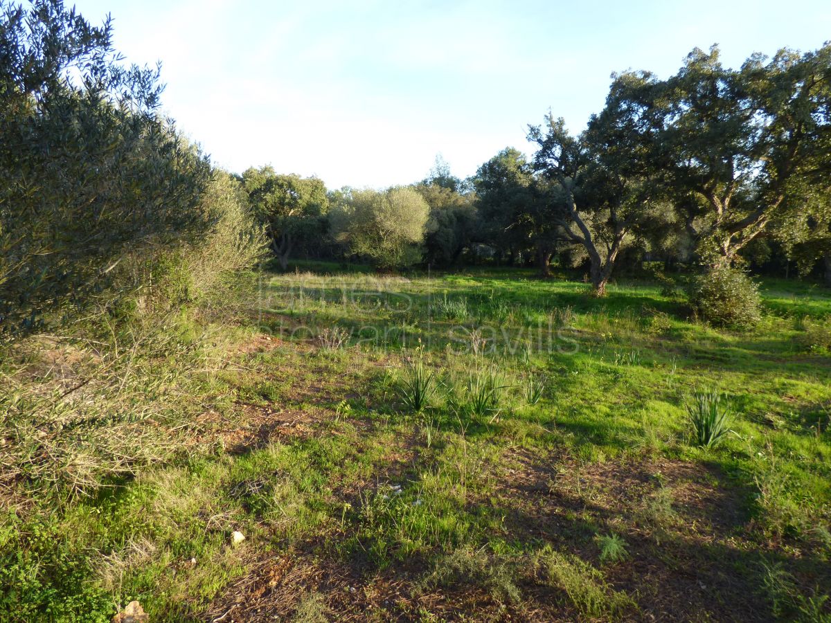 2 parcelas contiguas en cul-de-sac en primera línea del campo de golf Real Valderrama, Sotogrande