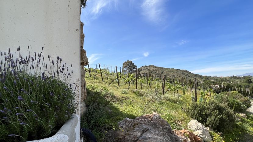 Exclusive Wine Estate with Winery for Sale in Cártama, Málaga – A Unique Investment Opportunity