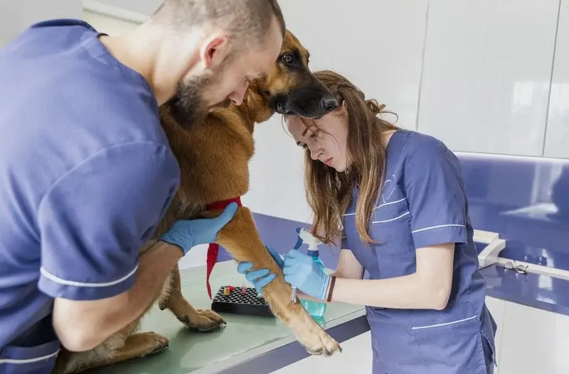 a dog and a male and female veterinaries, representing the section 