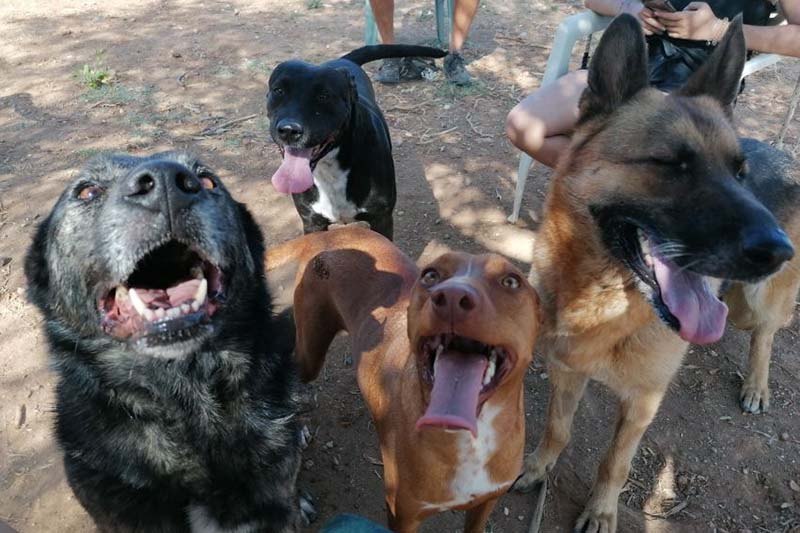 rescued dogs at Triple A, one of volunteering opportunities in Marbella