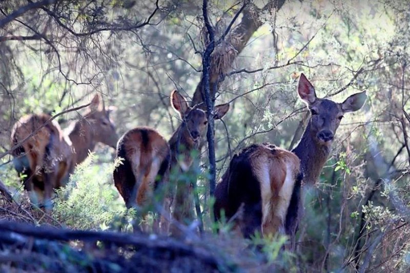 the deer of La Zagaleta