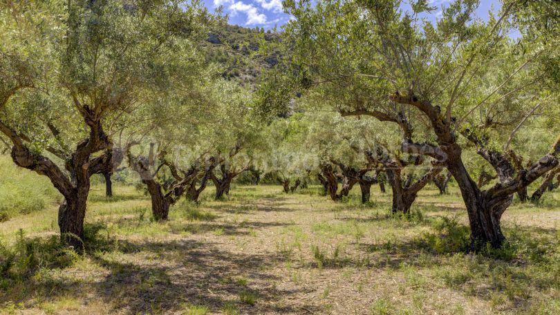 Finca rústica con cultivo de almendros y olivos junto al Pou Clar, Ontinyent, Valencia