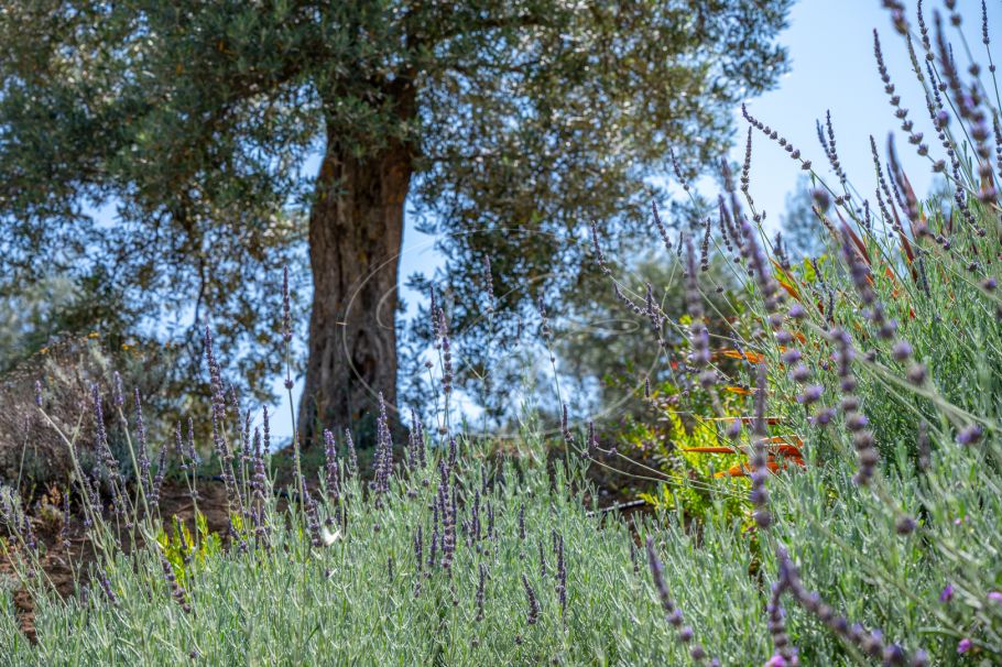 Finca near Malaga for sale, Villanueva de la Concepción