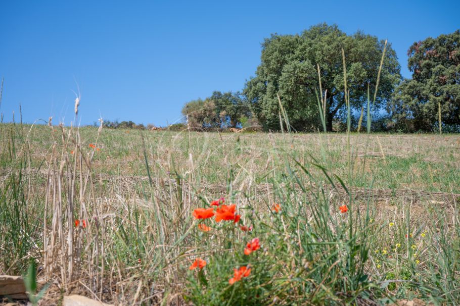 Finca near Malaga for sale, Villanueva de la Concepción