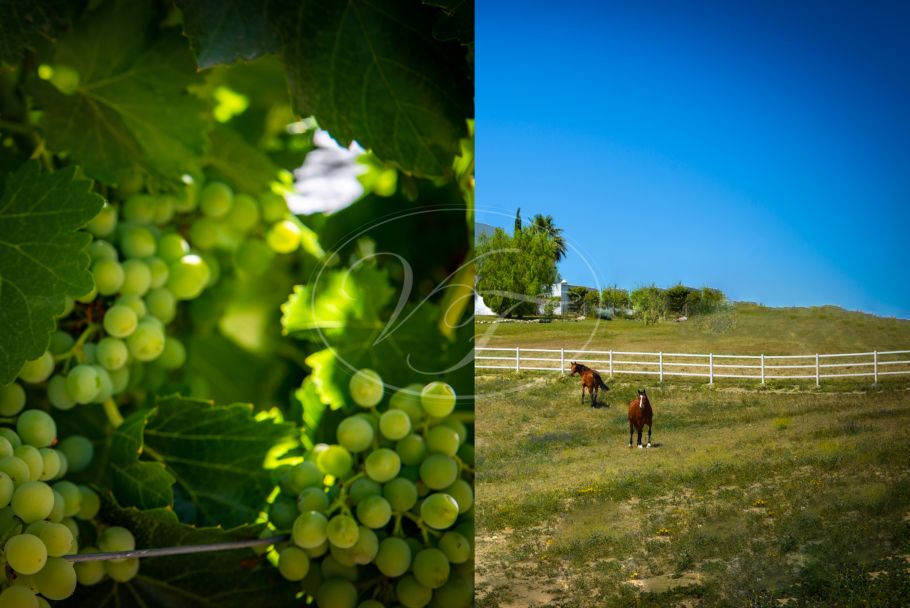 Hacienda andaluz con viñedo y finca equestres , Cadiz