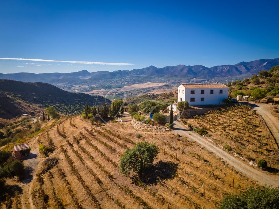 Boutique & Successful Vineyard with Bodega, winery (high ratings in the Vivino app), Malaga