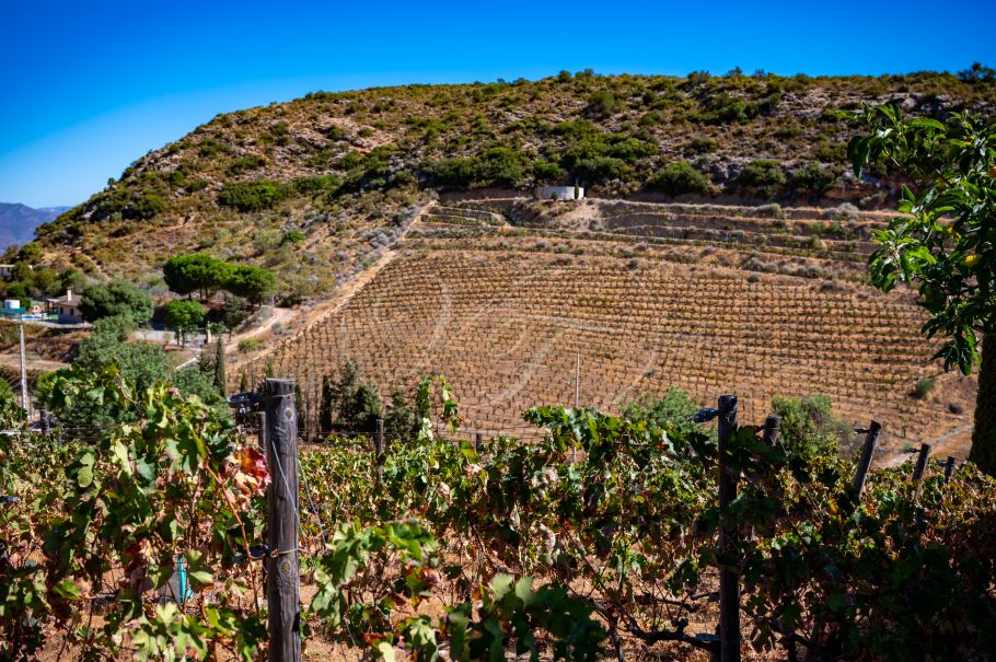 Boutique-Weingut mit Bodega an der Costa del Sol zu verkaufen, Malaga