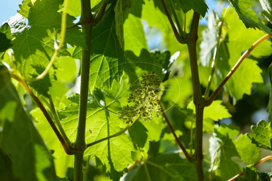 Wijngaard met bodega in Andalusië, Ronda