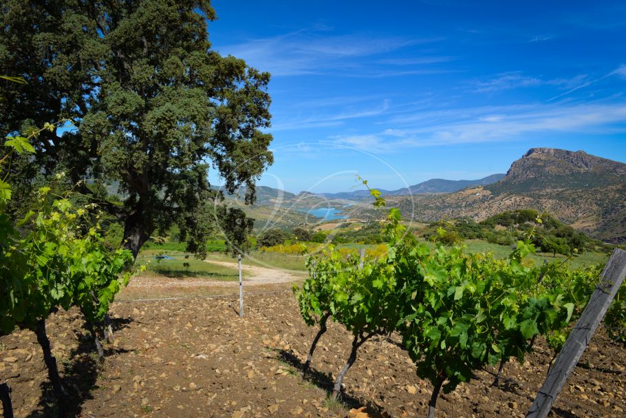 Wijngaard met bodega in Andalusië, Ronda