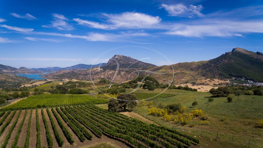 Wijngaard met bodega in Andalusië, Ronda