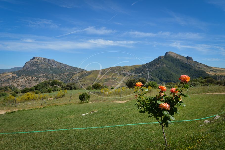 Wijngaard met bodega in Andalusië, Ronda