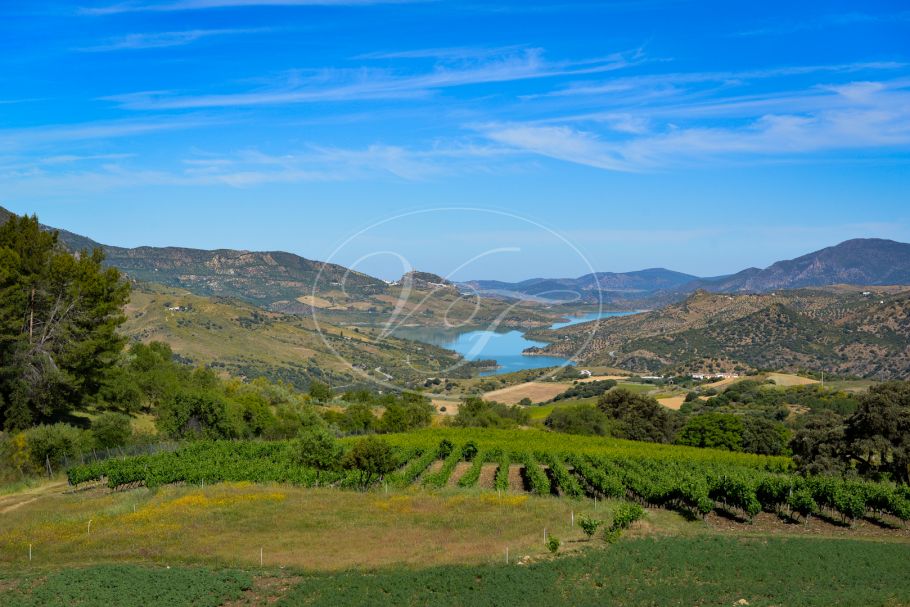 Wijngaard met bodega in Andalusië, Ronda
