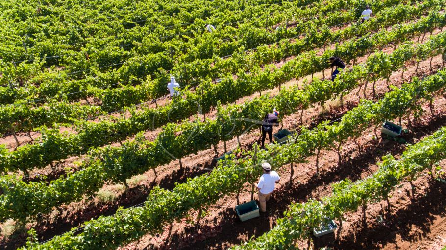 Business opportunity: Vineyard and bodega, Ronda