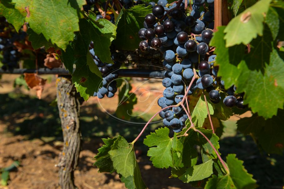 Business opportunity: Vineyard and bodega, Ronda
