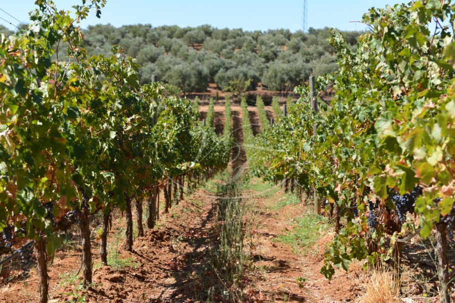 Geschäftsmöglichkeit: Weinberg und Bodega, Ronda