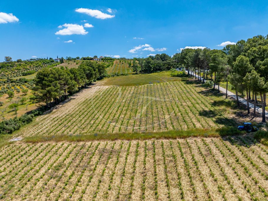 Beautiful country home with Vineyard, 1 studio & 1 guest apartment, Ronda