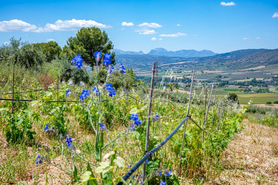 Beautiful country home with Vineyard, 1 studio & 1 guest apartment, Ronda