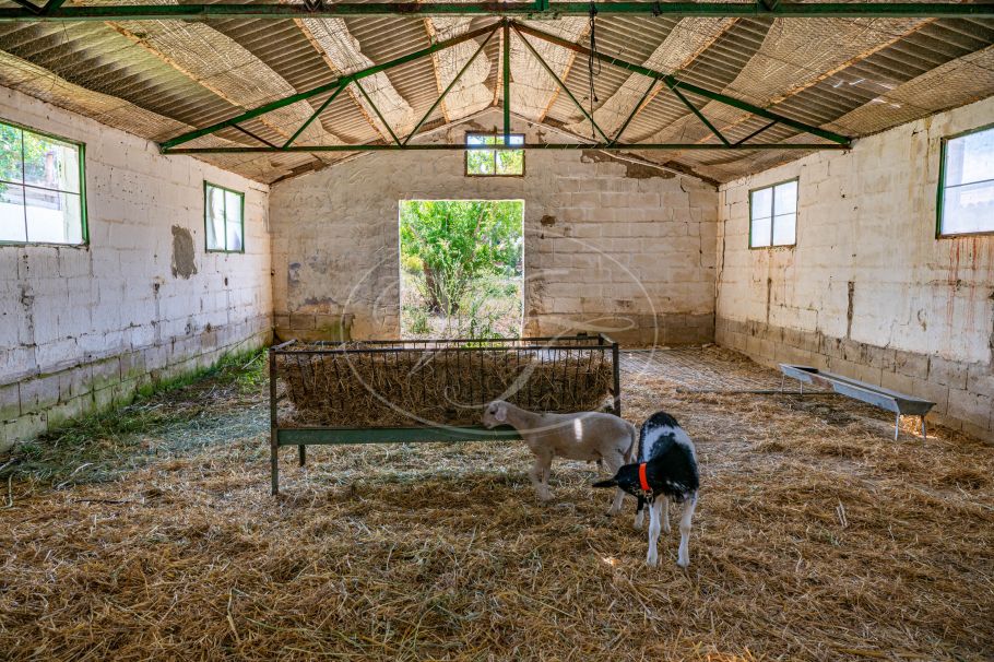 Beautiful country home with Vineyard, 1 studio & 1 guest apartment, Ronda