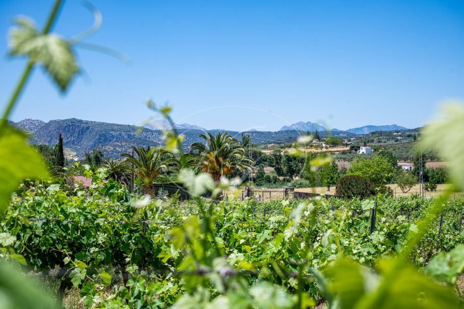 Hermosa casa de campo andaluza con viñedo y bodega, Ronda
