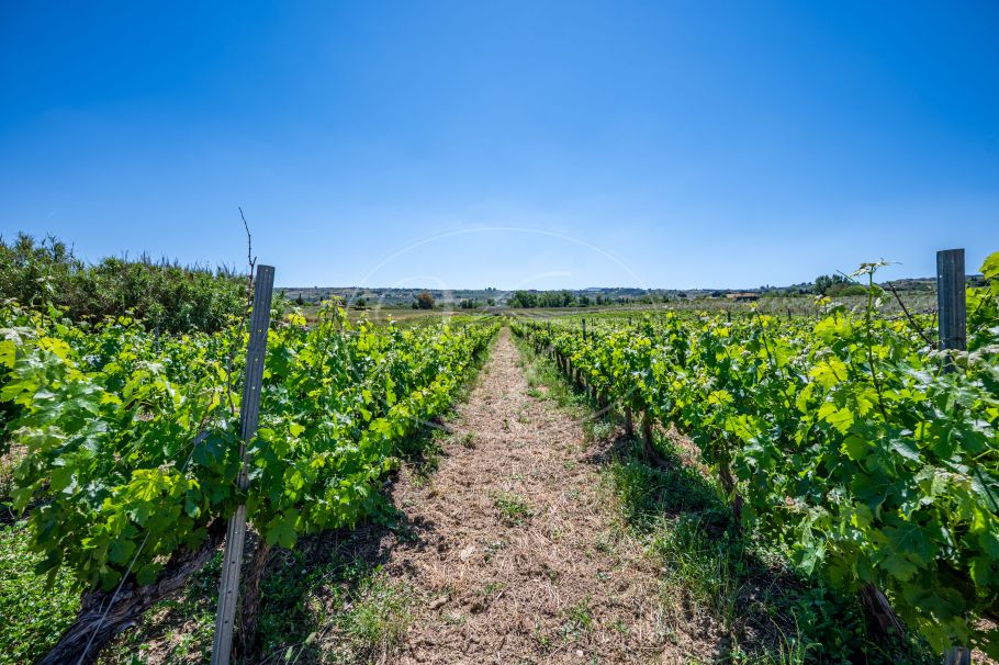 Hermosa casa de campo andaluza con viñedo y bodega, Ronda