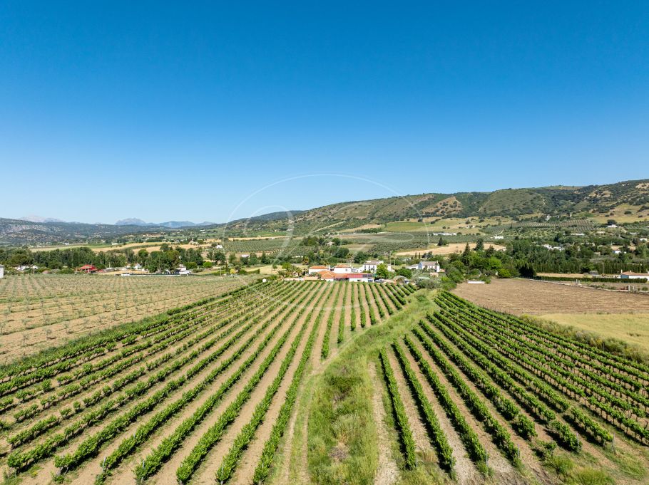 Hermosa casa de campo andaluza con viñedo y bodega, Ronda