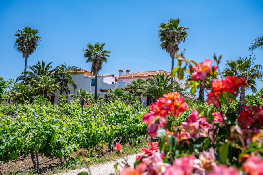 Hermosa casa de campo andaluza con viñedo y bodega, Ronda