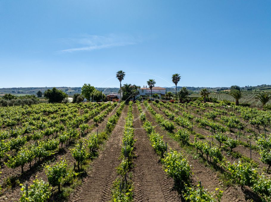 Hermosa casa de campo andaluza con viñedo y bodega, Ronda
