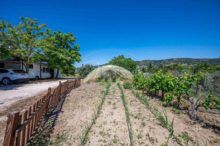 Hermosa casa de campo andaluza con viñedo y bodega, Ronda