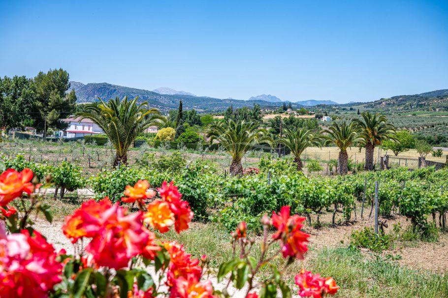Hermosa casa de campo andaluza con viñedo y bodega, Ronda