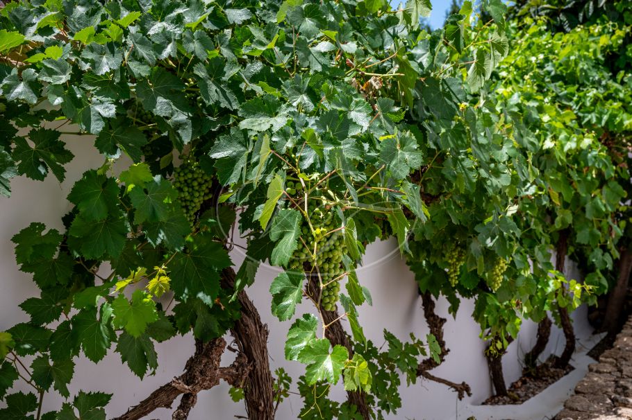 Moderne finca met prachtige tuin en gastenstudio, Ronda