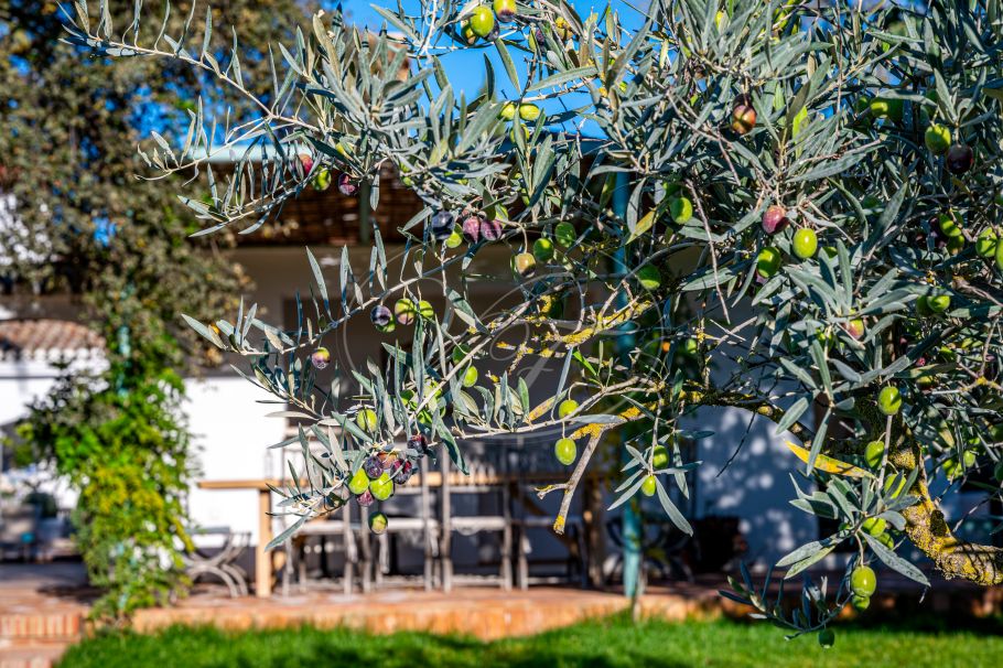 Cortijo Andaluz con casa de invitados, completamente reformado, Ronda