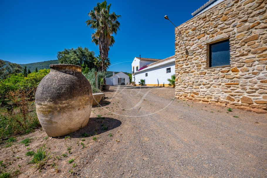 Cortijo with Olive grove, the Andalusian dream, Prado del Rey