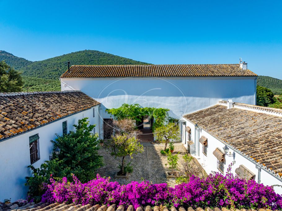 Cortijo with Olive grove, the Andalusian dream, Prado del Rey