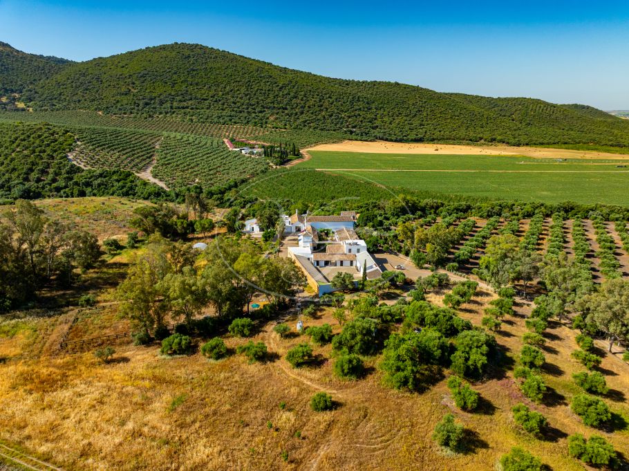 Cortijo with Olive grove, the Andalusian dream, Prado del Rey