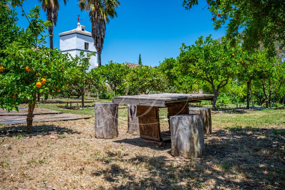 Cortijo with Olive grove, the Andalusian dream, Prado del Rey