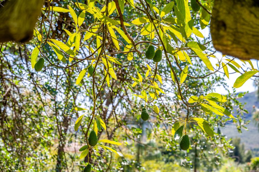 Fully renovated country property with guest house, Alhaurin el Grande