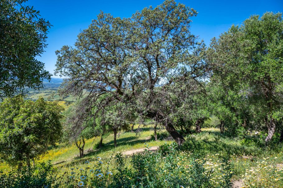 Casa de campo con casa de invitados, Gaucin