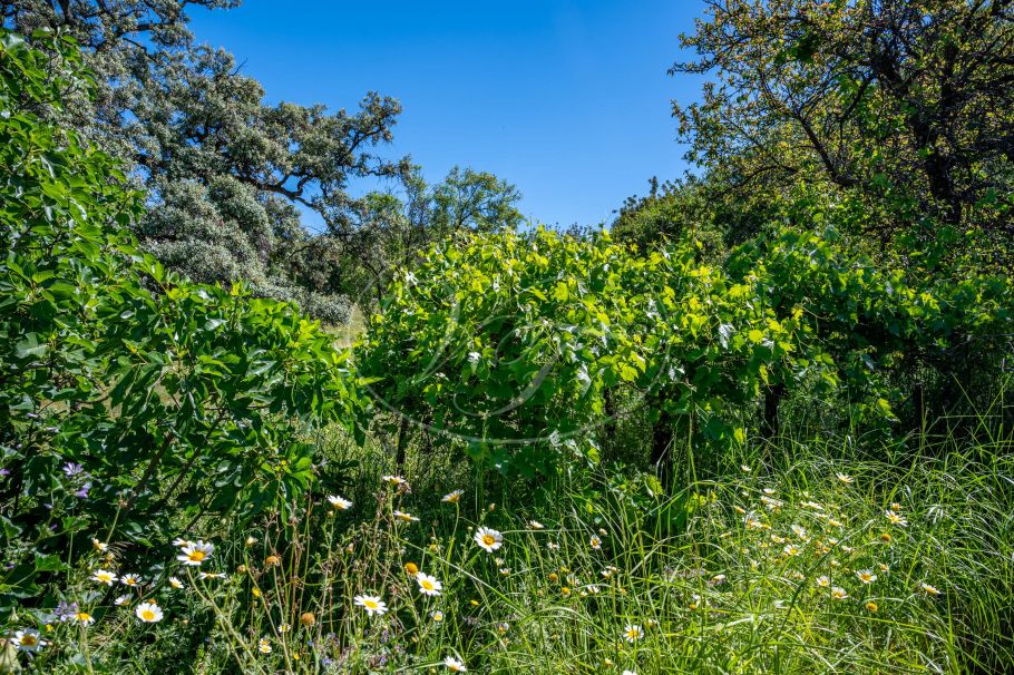 Casa de campo con casa de invitados, Gaucin