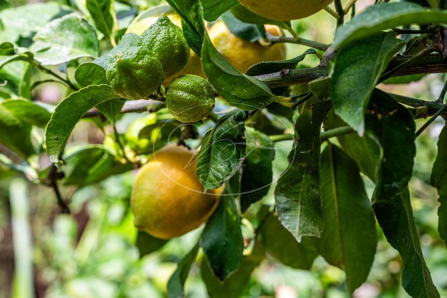 Immaculate Country Villa with sea views, Los Reales - Sierra Estepona