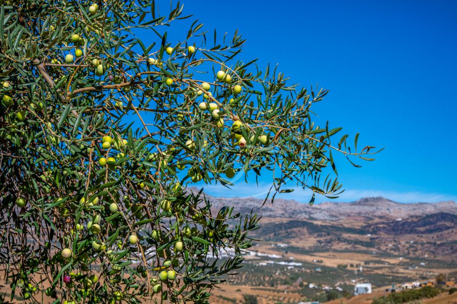 Einzigartiges Landhaus, Villanueva de la Concepción