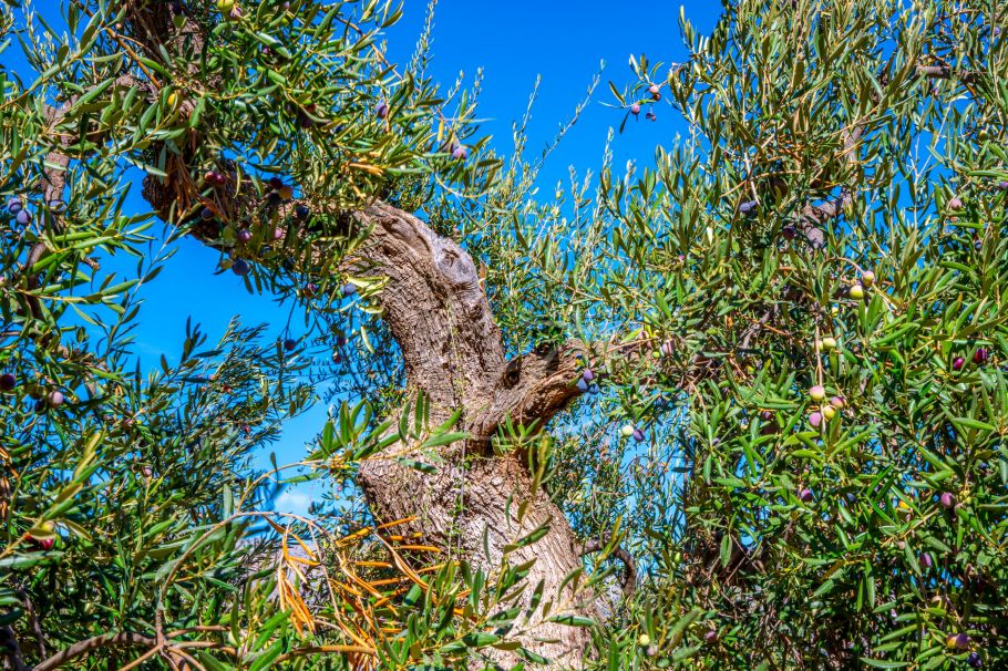 Uniek landhuis met zicht op El Torcal, Villanueva de la Concepción