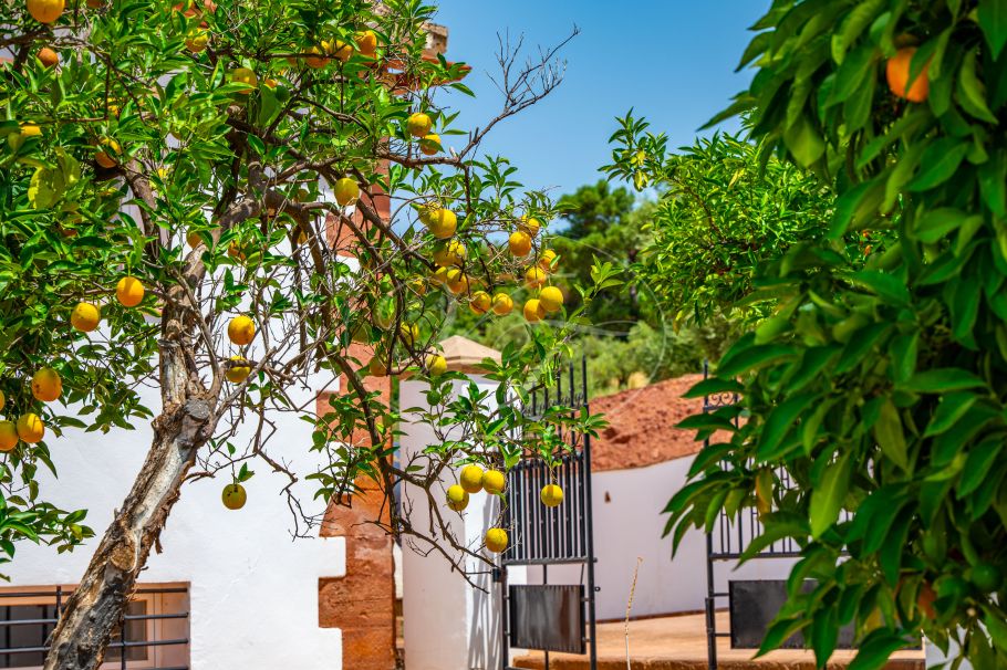 Luxury Cortijo with productive olive grove, Montoro