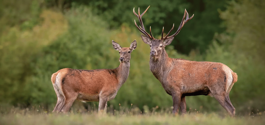 Foto von La Zagaleta Fauna