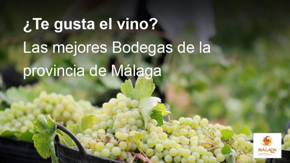 Mejores vinos de Málaga