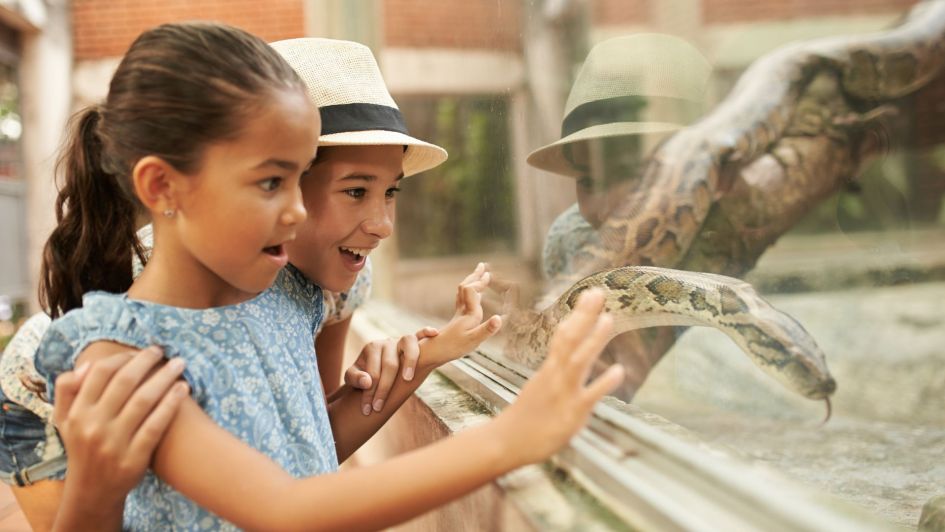 Photo of two children looking at a snake in a tank, in a zoo