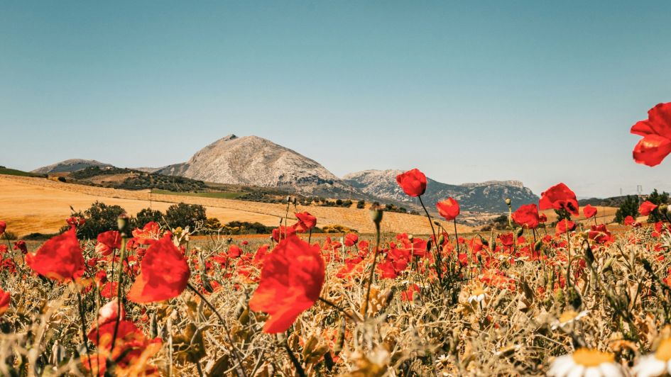 Rugged Andalusian countryside with poppy flowers