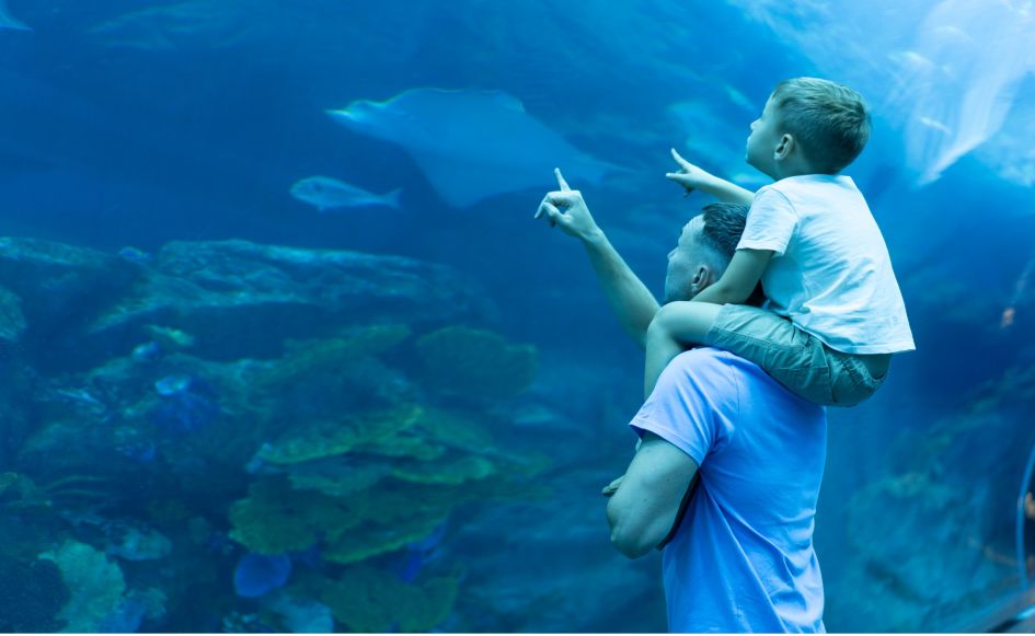 Dad and son watching sting rays