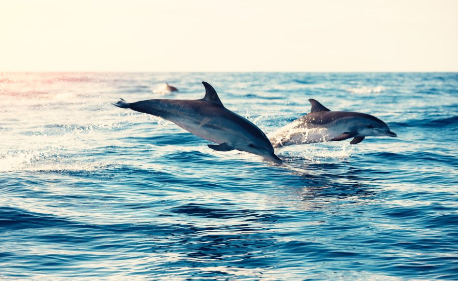 Dolphins jumping in Marbella